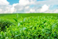 Agriculture Crops