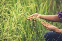 Horticulture Crops